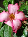Japan Araliya Flower