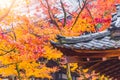 Japan in Autumn red maple tree in Temple at Kyoto