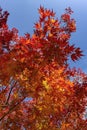 Japan autumn season maple tree fall foliage colour background Royalty Free Stock Photo