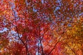 Japan autumn season maple tree fall foliage colour background Royalty Free Stock Photo