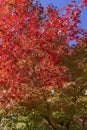 Japan autumn season maple tree fall foliage colour background Royalty Free Stock Photo