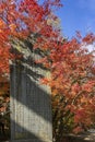 Japan autumn season maple tree fall foliage colour background Royalty Free Stock Photo