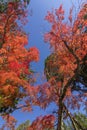 Japan autumn season maple tree fall foliage colour background Royalty Free Stock Photo