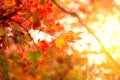 Japan autumn travel nature background
