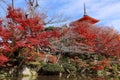 Japan autumn trees Royalty Free Stock Photo