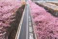 Japan Cherry Blossom Road empty Royalty Free Stock Photo