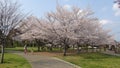 Japan Cherry Blossom Tree Royalty Free Stock Photo