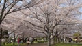 Japan Cherry Blossom Tree Royalty Free Stock Photo