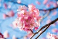 Cherry blossomu Japan Royalty Free Stock Photo