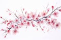 Japan cherry branch japanese floral tree blossom pink sakura background spring nature Royalty Free Stock Photo