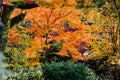 Japan colorful forest in autumn Travel Asia