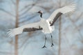 Japan crane in fly.