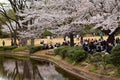 Japan enjoying Hanami or Blossom viewing party