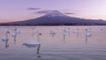 Japan famous landmark Fuji mountain sunset.White Swan with Mount Fuji at Yamanakako Lake, Yamanashi prefecture, Japan Royalty Free Stock Photo