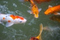 Japan fish call Carp or Koi fish colorful, Many fishes many colo Royalty Free Stock Photo