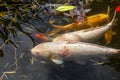 Japan fish call Carp or Koi fish colorful, Many fishes many colo Royalty Free Stock Photo