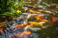 Japan fish call Carp or Koi fish colorful, Many fishes many colo Royalty Free Stock Photo