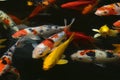 Japan fish CARP fancy / koi in pond, japanese National animal Royalty Free Stock Photo