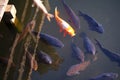 Japan Golden carps and koi fishes in the pond. Popular pets for relaxation and feng shui meaning. Popular pets among people.