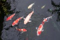 Japan Golden carps and koi fishes in the pond. Popular pets for relaxation and feng shui meaning. Popular pets among people. Royalty Free Stock Photo