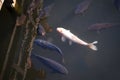 Japan Golden carps and koi fishes in the pond. Popular pets for relaxation and feng shui meaning. Popular pets among people.