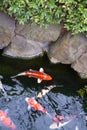 Japan Golden carps and koi fishes in the pond. Popular pets for relaxation and feng shui meaning. Popular pets among people. Royalty Free Stock Photo