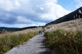 Japan Hakone japanese pampas grass field