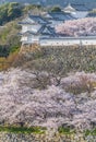 Japan Himeji castle with light up in sakura cherry Royalty Free Stock Photo