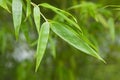 Japan Himeji Himeji Koko-en Gardens plant close-up Royalty Free Stock Photo