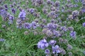 Japan Hokkaido Farm Lavender Flowers