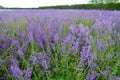 Japan Hokkaido Lavender Field