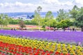 Scenic view of Flower and Lavender filed in summer at Tomita farm, Furano, Hokkaido, Japan Royalty Free Stock Photo