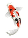 Japan koi fish in sanke coloration Royalty Free Stock Photo