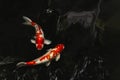 Japan Koi fish swimming in a pond in black background. Royalty Free Stock Photo