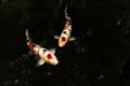 Japan Koi fish swimming in a pond in black background. Royalty Free Stock Photo