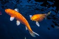 Japan Koi fish swimming in a water garden,fancy carp fish,koi fishes,Koi Fish swim in pond.Isolate background is black.Fancy Carp Royalty Free Stock Photo