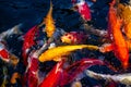 Japan Koi fish swimming in a water garden,fancy carp fish,koi fishes,Koi Fish swim in pond.Isolate background is black.Fancy Carp Royalty Free Stock Photo