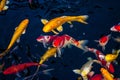 Japan Koi fish swimming in a water garden,fancy carp fish,koi fishes,Koi Fish swim in pond.Isolate background is black.Fancy Carp Royalty Free Stock Photo