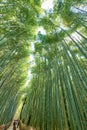 Japan. Kyoto. Arashiyama Bamboo Grove