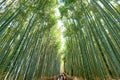 Japan. Kyoto. Arashiyama Bamboo Grove