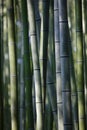 Japan Kyoto bamboo grove close-up