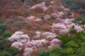 Japan Kyoto Sakura Cherry Blossom Hill Forest