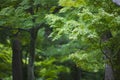 Japan Kyoto Tofuku-ji Temple Maple trees Royalty Free Stock Photo