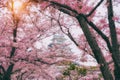 Japan landscape in cherry blossom spring season. Himeji Castle with beautiful cherry blossom at Hyogo near Osaka, Japan Royalty Free Stock Photo