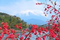 Japan - ume tree blossom Royalty Free Stock Photo