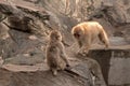 Japan macaques, Tokyo, Japan