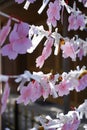 JAPAN - MAR 28, 2023: Row of pink cherry blossom blessing paper with message wish for who believe in luck at Okazaki Park, Aichi,