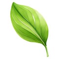 Japan matcha single green leaf on a transparent background, single leave PNG Collection,