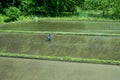 Japanese rice farmer plants the young rice plants in the irrigated field.