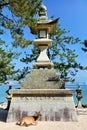 Japan. Miyajima. Hiroshima. A deer at Itsukushima shrine